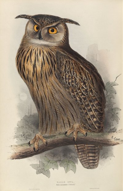 Bubo Maximus by Edward Lear